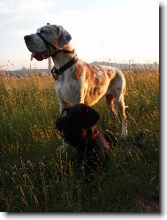 Riesenschnauzer