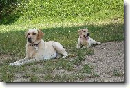 Labrador Retriever