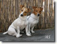 Jack Russell Terrier