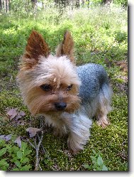 Jorkrsk terier, Yorkshire Terrier,