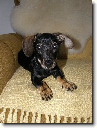 Dachshund