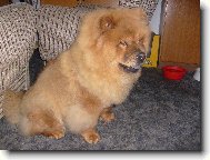 Chow Chow