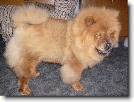 Chow chow \\\\\(Dog standard\\\\\)