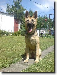 German Shepherd Dog