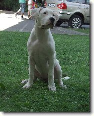 Dogo Argentino \(Dog standard\)