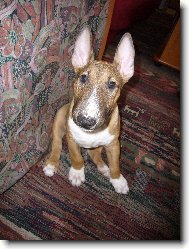 Bull Terrier