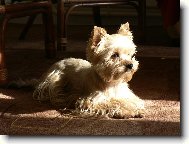 Jorkrsk terier, Yorkshire Terrier,