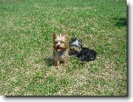 Jorkrsk terier, Yorkshire Terrier,