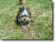 Jorkrsk terier, Yorkshire Terrier,