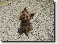 Jorkrsk terier, Yorkshire Terrier,