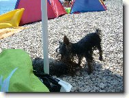 Jorkrsk terier, Yorkshire Terrier,