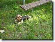 Jorkrsk terier, Yorkshire Terrier,