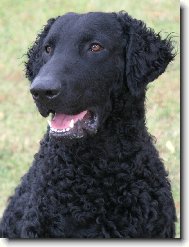 Curly Coated Retriever