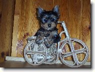 Jorkrsk terier, Yorkshire Terrier,