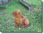 Dachshund