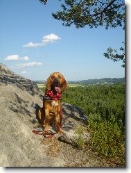 Chien de Saint-Hubert