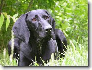 German shorthaired pointing dog \(Dog standard\)