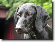 German shorthaired pointing dog \(Dog standard\)