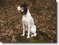 Schweizer Laufhund - Chien Courant Suisse, Swiss Hound