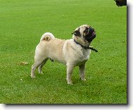 Pug \(Dog standard\)