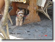 Jorkrsk terier, Yorkshire Terrier,