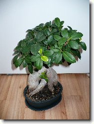 Ficus Retusa