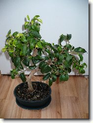 Ficus Retusa