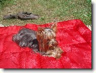 Jorkrsk terier, Yorkshire Terrier,