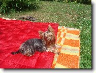 Jorkrsk terier, Yorkshire Terrier,