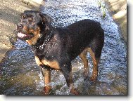 Rottweiler \(Dog standard\)