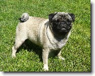 Pug \(Dog standard\)