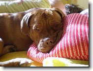 Dogue de Bordeaux