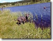 Piccolo Levriero Italiano, Italian Greyhound