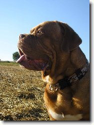 Dogue de Bordeaux