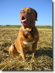 Dogue de Bordeaux