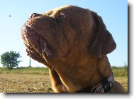 Dogue de Bordeaux