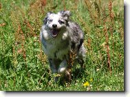 Border collie \\\\\(Dog standard\\\\\)