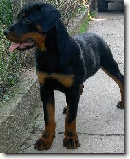 Rottweiler \(Dog standard\)