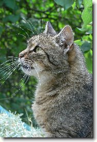 European Shorthair \(Cat\)