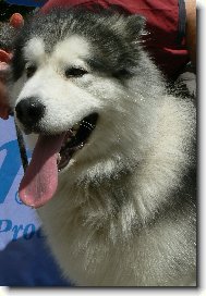 Alaskan malamute \(Dog standard\)