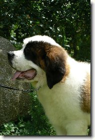 Saint Bernard