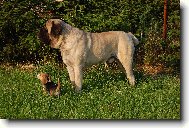 English Mastiff