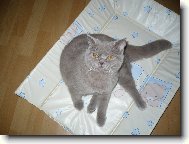 British shorthairs cat