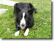 Border Collie