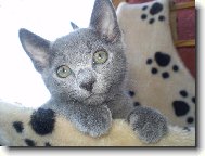 Russian Blue