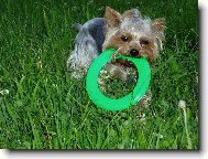 Jorkrsk terier, Yorkshire Terrier,