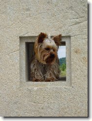 Jorkrsk terier, Yorkshire Terrier,