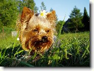 Jorkrsk terier, Yorkshire Terrier,