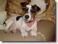 Jack Russell Terrier