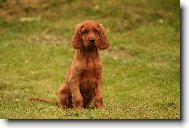 Irish Red Setter